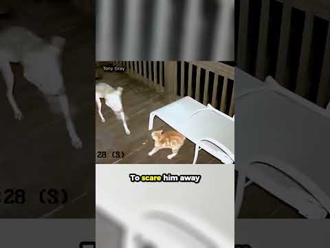 Cat Fights Off Hungry Coyote... ?❤️