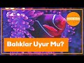Balıkların Uyku Düzeni