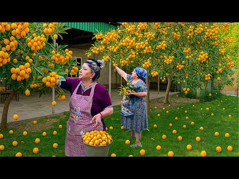 10000 Golden Loquat Harvesting | Grandma Making Compote and Delicous Lunch