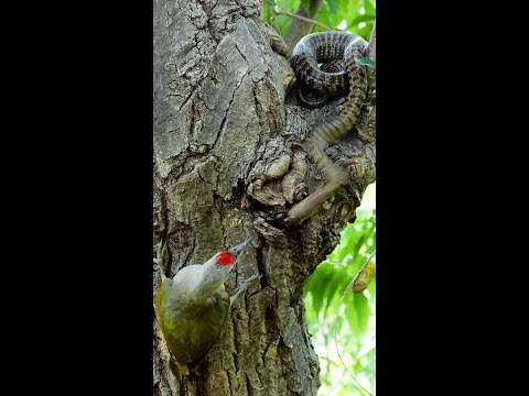 Protect the baby birds! A fight between parent birds and a snake.