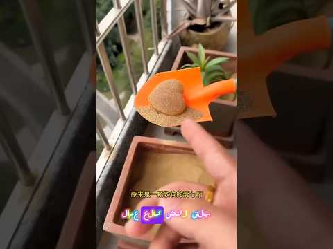 عثر تشينتو على كنزٍ على شكل قلب داخل التراب 😱🤔 #shorts #viral