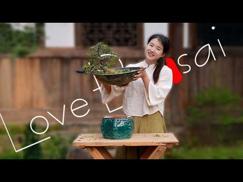 How to bend a bonsai - great bonsai bending skills #lovebonsai #bonsai #4