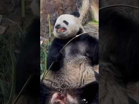 Un panda pas comme les autres !