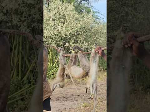 It wonders how hadzabe eats monkeys as their favourite food #tradition #bushcraft