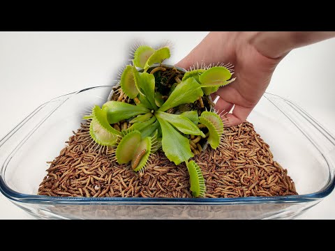 Feeding worms to my Venus flytrap