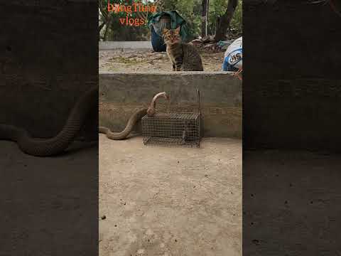 Chú chuột dính bẫy và hai kẻ săn mồi