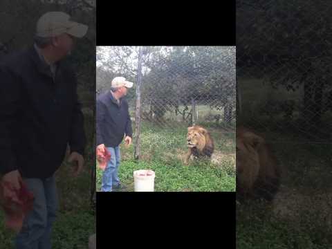 Lion: "I want that bigger meat in front of me" #lion #animals #animalshorts #animallover #shorts