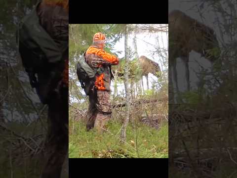 Hunting big Moose so close 🫎#hunting #deer#moose#chasse