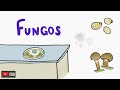 Fungos e Penicilina: Conceitos Fundamentais