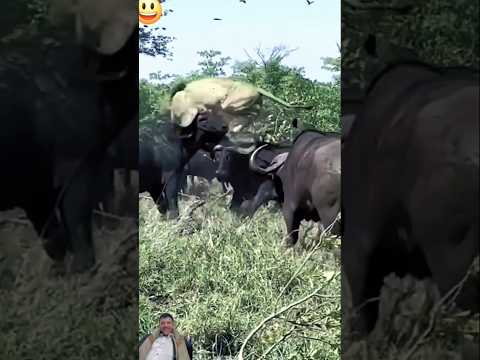 شاهد القوة الخام:الأسد ضد بافلو في مواجهة مثيرة#shorts
