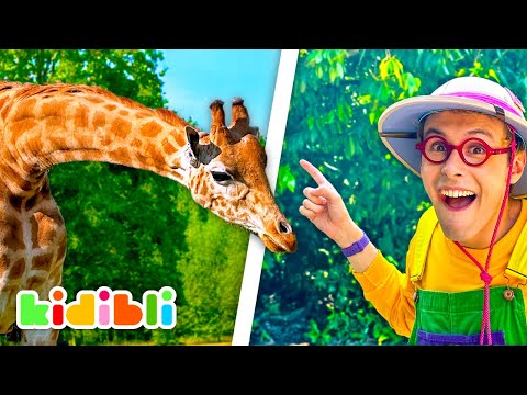 Safari Animals Compilation for Kids | Educational Videos for Children | Kidibli
