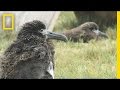 Conservation Efforts for Laysan Albatrosses