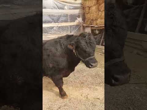 2.300 GRAM KUNIGA QOSHAYOTGAN  ANGUS
