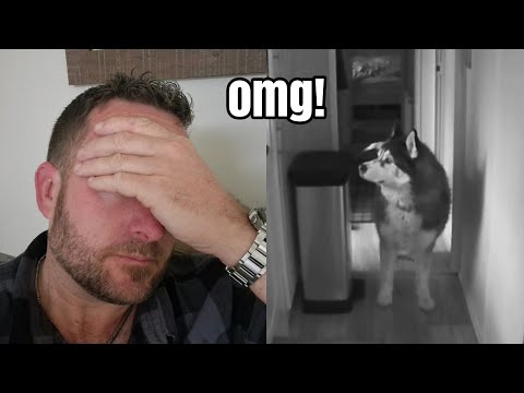 Husky Left At Home Alone For The First Time!