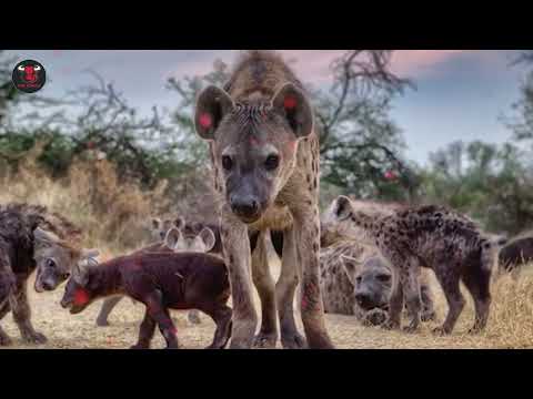 Daily Life of Lions and Hyenas: An Unending Battle for Survival in the Natural World