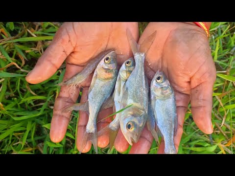 cast net fishing videos in village by machhali wala - catching fish by village women