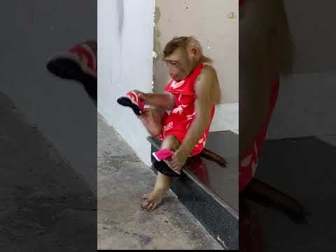 Monkey LyLy is so polite #shorts #monkey #youtubeshorts #animals #viral