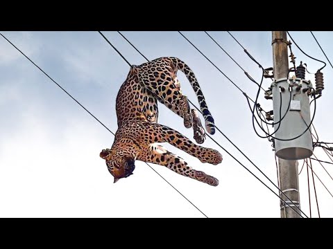 Electricity Shows No Mercy to Animals | Cari Channel