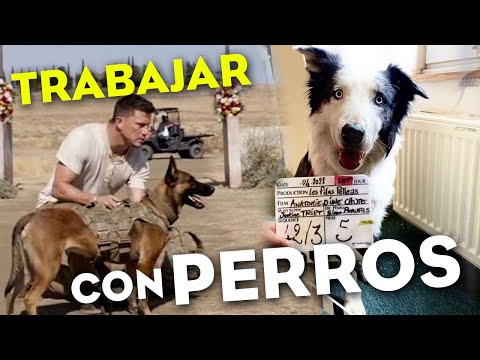 ¿Cómo se trabaja con PERROS en las películas?