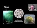 Classification and Characteristics of Protists