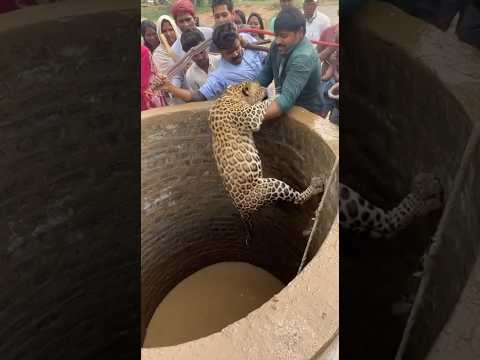 leopard was peaceful at first but the loud noise made him confused