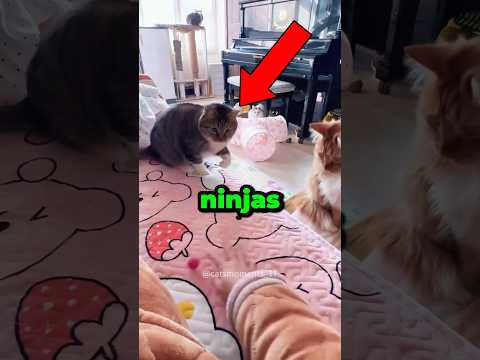 Cats are the real ninjas ๐ฅท #cat #funny #animals