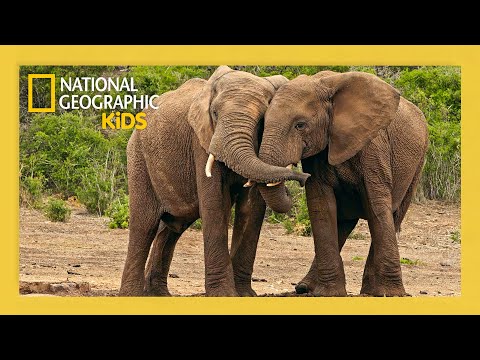 Elephants, Dolphins, & Honeybees, They're Just Like Us! Full Episode | 4K | Wild Words @natgeokids