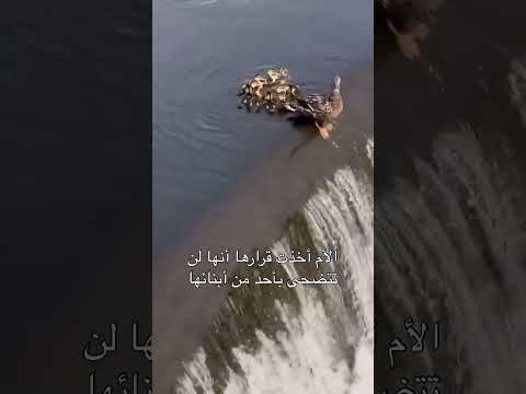من روائع خلق الله قلب الأم