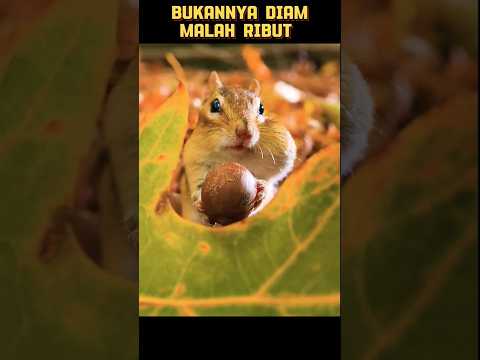 Bukannya Diam Malah Ribut