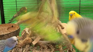 budgie sounds
