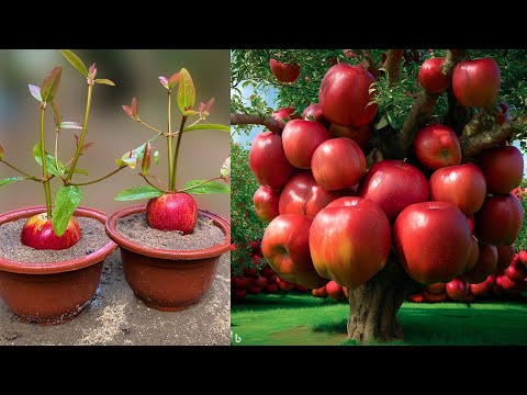 It's too much fruit, how to grow apple tree to make delicious and very easy to grow at home