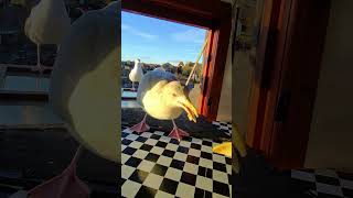 ¡Mi Mascota Gaviota Ama Las Sardinas Y Banana!
