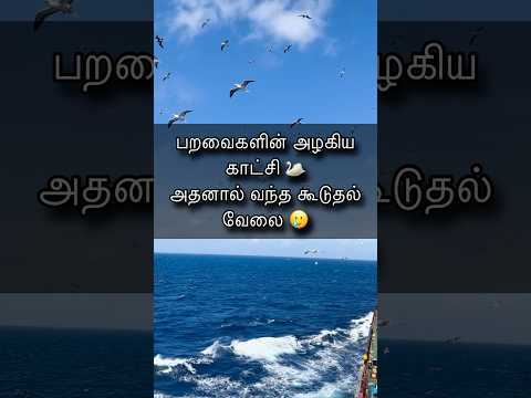 Problems of seafarers!! Must Watch #birds #birdwatching #seagull #easter #pope #jesus #shocking #sea