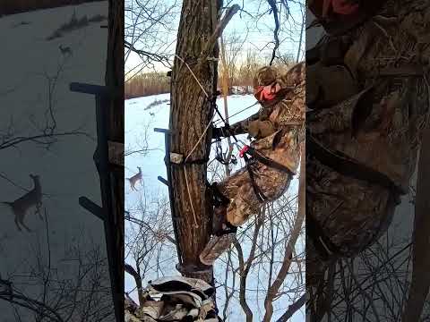 🦌 Caça ao Cervo – Tiro Preciso na Natureza Selvagem 🦌 #cervo #caça #caçaaocervo #caçador #natureza