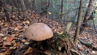 Получився туристичний похід по Білі Гриби в Карпати