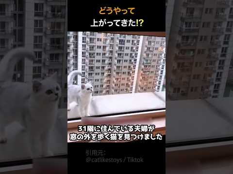 どうやってここまで上がってきた！？