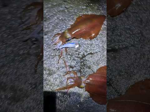 자꾸 걸려서 찌를 꼇더니만.. #느나느나