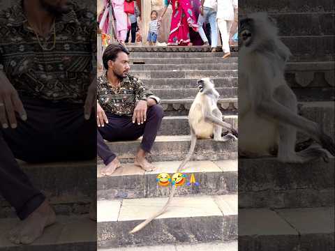 #विडियो #newमारवाड़ीcomedy #विचार #monkeycomedy Rajasthan 😂😂बंदर के साथ मस्ती🤣🤣🙏#monkeycomedy #