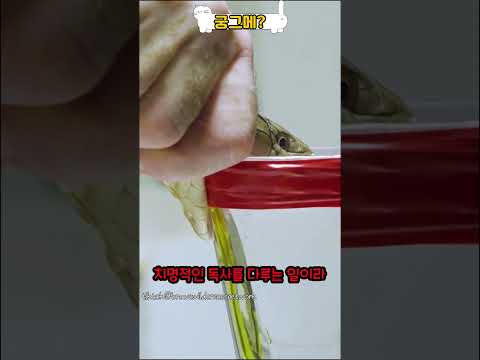 뱀 독을 받는 직업?