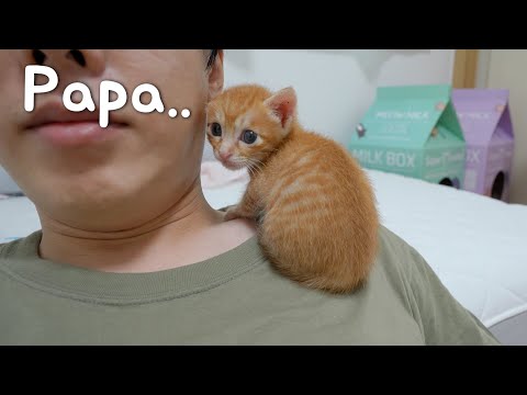 Kitten Comes Running To Me Crying Whenever Something Happens.