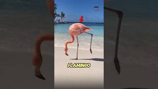 🤯Mengapa Burung Flamingo Berdiri Hanya Satu Kaki!