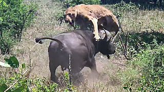 Buffalo Launches Lion: When Prey Fights Back