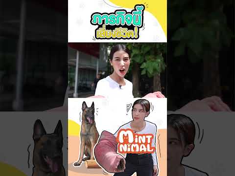สาธิตสุนัขจู่โจม งานนี้มีเสี่ยงชีวิต ! #มิ้นต์ชาลิดา #MintChalida #Mintnimal #Chaliday #K9