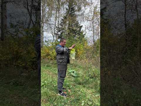 Кода сломался в лесу. #автодокшатура #гараж #луаз