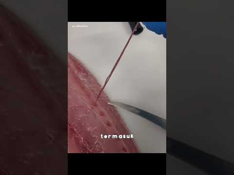 Untuk Memastikan Salmon Aman Dimakan 🦈