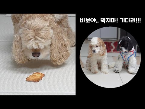 강아지 훈련중에 웃긴 장면  세상 심각함 ㅋㅋ