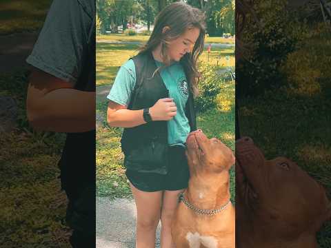 Dangerous Dog Breed!! #dogbreed #pitbull #shortvideo