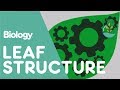 Photosynthesis and Leaf Structure Concepts