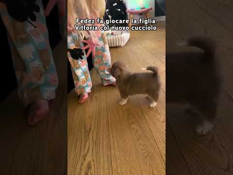 Fedez fa giocare la figlia Vittoria col nuovo cucciolo!🐶