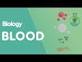 Understanding Blood: Colors, Components, and Functions